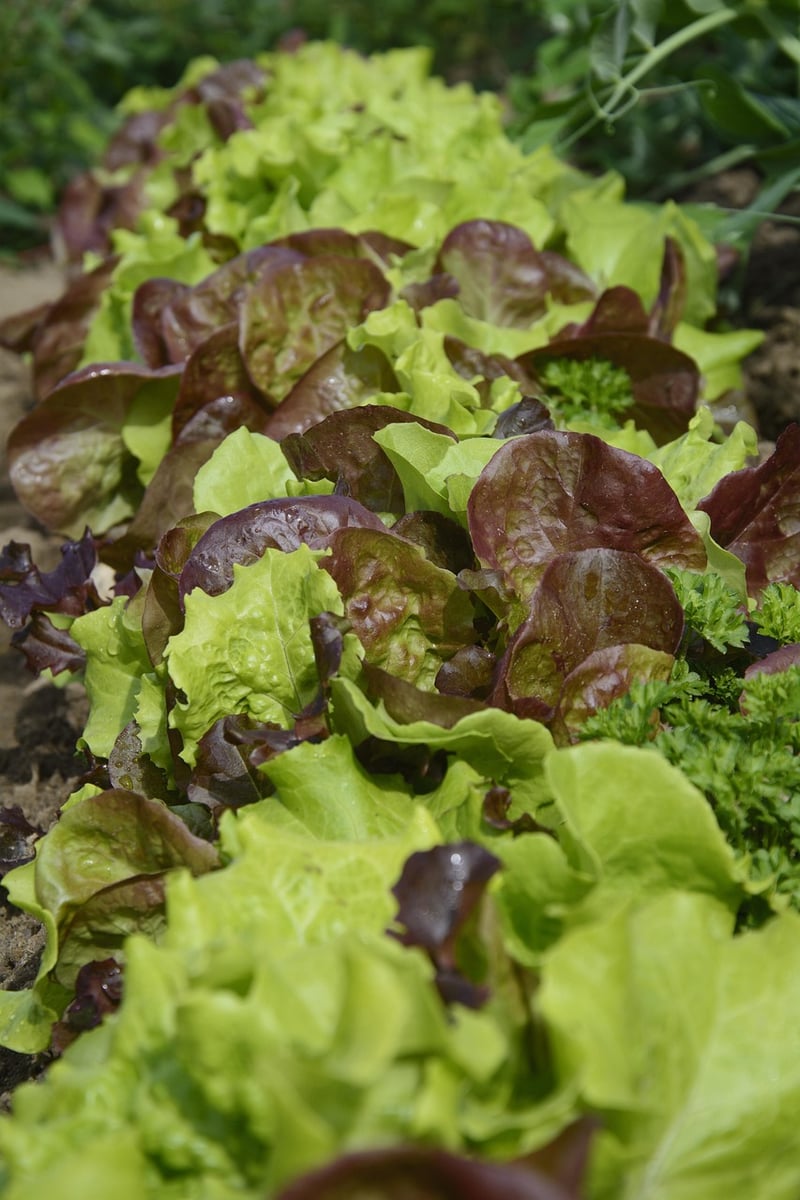 Fresh Garden Mixes